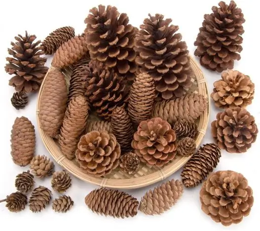 assortment of different sized pinecones