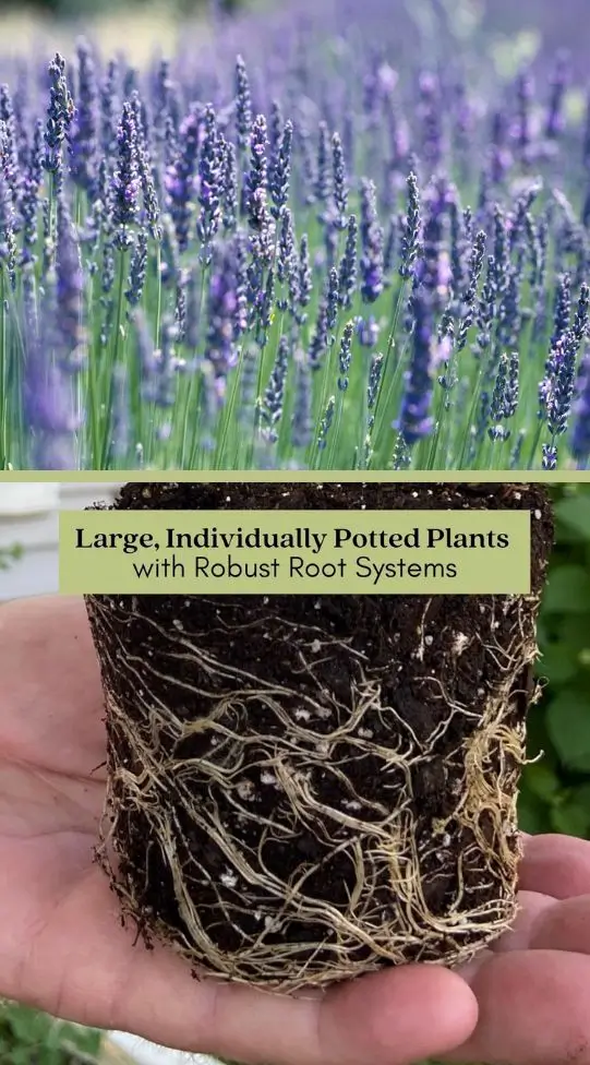 individually potted lavender